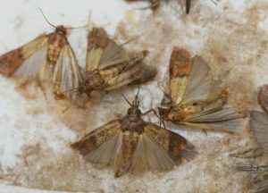 Профессиональное уничтожение моли: когда обращаться к специалистам