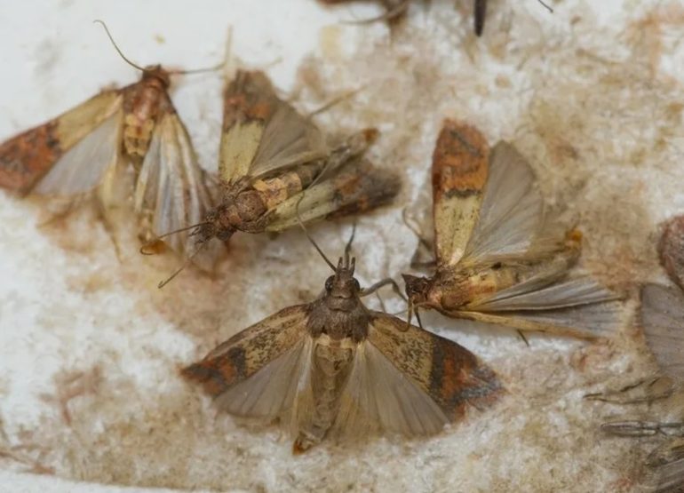 Профессиональное уничтожение моли: когда обращаться к специалистам
